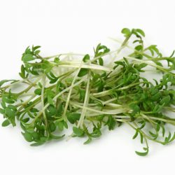 Mustard Cress