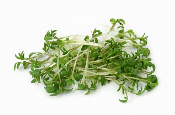 Mustard Cress